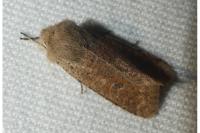 Orthosia cruda