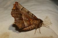 Selenia dentaria