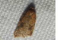 Acleris ferrugana/notana