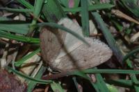 Pachycnemia hippocastanaria