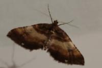 Earophila badiata
