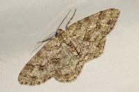 Ectropis crepuscularia