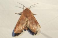 Orthosia cerasi