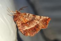 Selenia dentaria