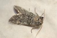 Achlya flavicornis
