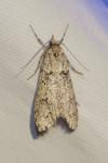Diurnea fagella