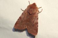 Cerastis rubricosa