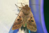 Orthosia gothica