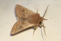 Orthosia cruda
