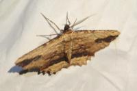Menophra abruptaria