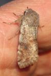 Orthosia incerta