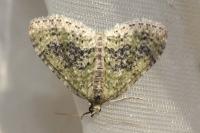 Acasis viretata