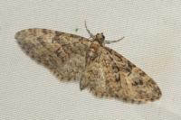 Eupithecia abbreviata