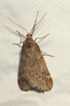 Alsophila aescularia