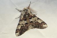 Biston strataria