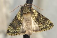 Polyploca ridens