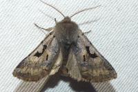 Orthosia gothica