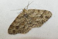 Ectropis crepuscularia