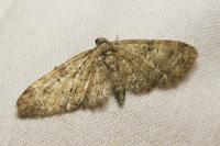 Eupithecia abbreviata