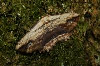Menophra abruptaria