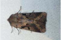 Orthosia gothica