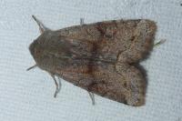 Orthosia incerta