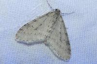 Trichopteryx carpinata