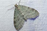 Trichopteryx carpinata