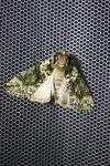 Polyploca ridens