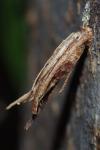 Epichnopterix plumella