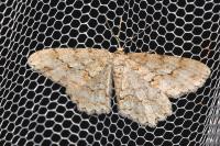 Ectropis crepuscularia