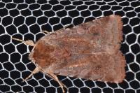 Cerastis rubricosa