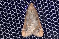Alsophila aescularia