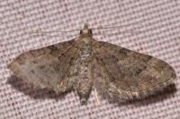 Gymnoscelis rufifasciata