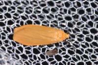 Wittia sororcula