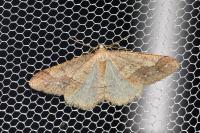 Phigaliohybernia marginaria