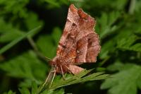 Selenia dentaria