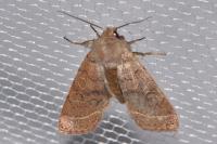 Orthosia cerasi