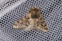 Apocheima hispidaria