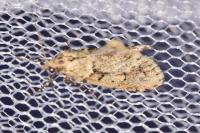 Diurnea fagella