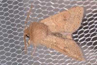 Orthosia miniosa