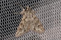 Xylocampa areola