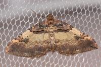 Earophila badiata