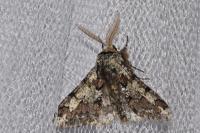 Biston strataria