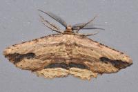Menophra abruptaria