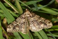 Agriopis leucophaearia