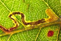 Stigmella aurella