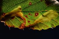 Coptotriche marginea