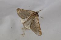 Alsophila aescularia