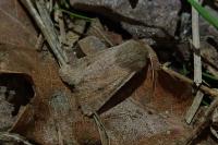 Orthosia cruda
